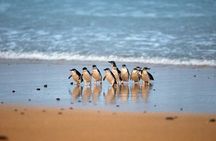Philip Island express tour: penguin prd & wallaby spotting