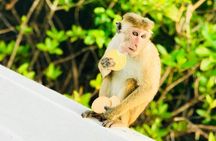 Monkey Island Boat Tour at Negombo Lagoon