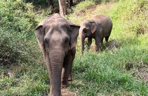 Half Day Visit Smile Elephant Chiang Mai