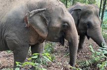 Half Day Visit Smile Elephant Chiang Mai