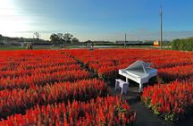 Trip from Taipei to Taichung Chung She Flower and Gaomei Wetland