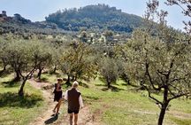 Guided tours of the olive grove with oil tasting.