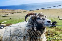 Full Day Private Westman Island Tour from Reykjavik