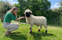 Burren Botany Talk and Walk 