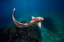 Snorkel Byron Bay