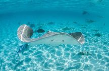 Lagoon Exploration and Snorkeling in Moorea
