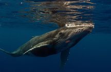 Half-Day Humpback Whales Encounter in Moorea
