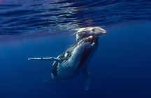 Half-Day Humpback Whales Encounter in Moorea