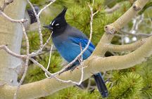 High Country Birding Hike and Hot Spring Soak from Denver