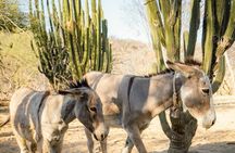Hidden Gems of Sierra Laguna: El Triunfo and Natural Springs.
