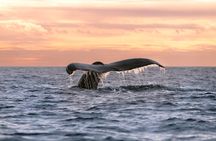 Educational Sunrise Whale Watching with Photos Included