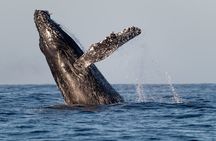 Educational Sunrise Whale Watching with Photos Included