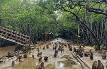 Can Gio Mangrove Forest Island Private Tour From Ho Chi Minh City
