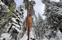 5-Star Rated Sequoia Winter Tour