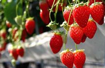 Mt Fuji Views, Fruit Picking and Ropeway Experience Day Tour