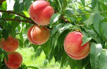 Mt Fuji Views, Fruit Picking and Ropeway Experience Day Tour