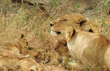 Private 5 Days Camping Tour in Serengeti National Park 