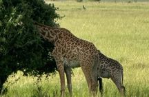 3 Days 2 Nights Masai Mara Road Transport Safari