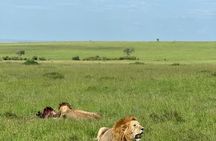 3 Days 2 Nights Masai Mara Road Transport Safari