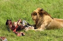 3 Days 2 Nights Masai Mara Road Transport Safari
