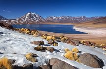 1-Day Tour Altiplanic Lagoons and Piedras Rojas and Laguna Chaxa
