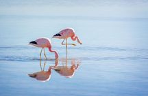 1-Day Tour Altiplanic Lagoons and Piedras Rojas and Laguna Chaxa