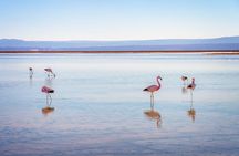 1-Day Tour Altiplanic Lagoons and Piedras Rojas and Laguna Chaxa