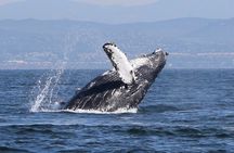 Dolphin & Whale Watching