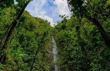 Diamond Head and Manoa Falls Hike and Adventure Tour
