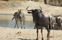 3 Days Budget Camping Safari to Serengeti and Ngorongoro Crater