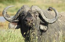 3 Days Budget Camping Safari to Serengeti and Ngorongoro Crater