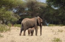 3 Days Budget Camping Safari to Serengeti and Ngorongoro Crater
