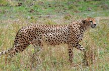 3 Days Budget Camping Safari to Serengeti and Ngorongoro Crater