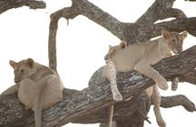 4 Day Private Tour in Tanzania