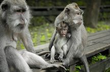 Bali ATV Quad Bike Adventure with Sangeh Monkey Forest Experience