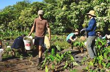 Work with Native Reforestation and Polynesian Agriculture in Maui