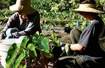 Work with Native Reforestation and Polynesian Agriculture in Maui