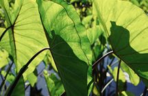 Work with Native Reforestation and Polynesian Agriculture in Maui