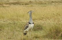 6 Days Private Safari with Mid-range Lodges or Camps