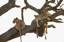 6 Days Private Safari with Mid-range Lodges or Camps