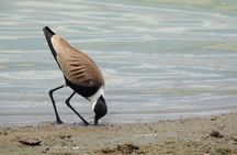 7 Days Private Tanzania Safari with Mid Range Lodges or Camps