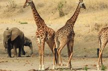 7 Days Private Tanzania Safari with Mid Range Lodges or Camps