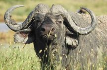 4 Day Private Tour in Tanzania