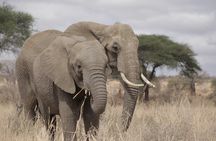 4 Day Private Tour in Tanzania