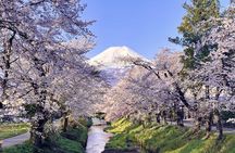 TOKYO OishiPark, Oshino & KoedoKawagoe, Fuji Mount