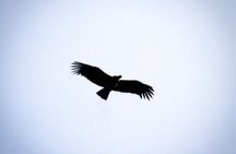 Private Tour to spotting condors at Antisana volcano all included