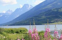 Grand Teton Full Day Small Group Tour