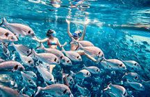 Kamiros Skala: Marine Life Experience 