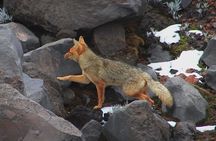 Private tour at Cotopaxi and Quilotoa one day include paint class