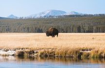 Yellowstone Full Day Small Group Tour (from West Yellowstone)